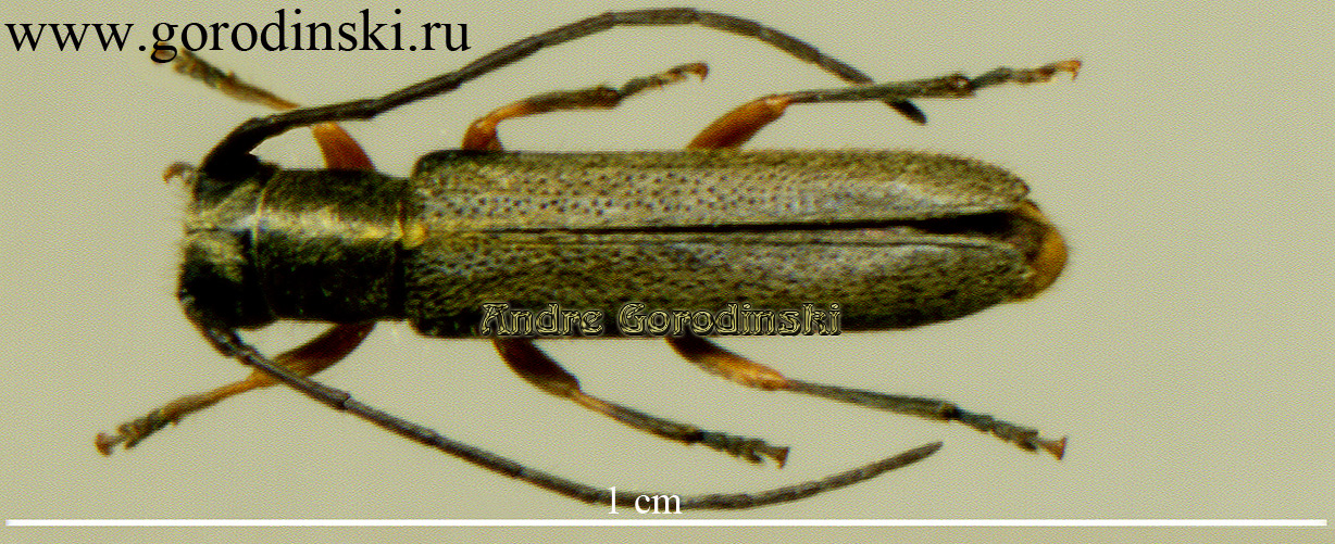 http://www.gorodinski.ru/cerambyx/Phytoecia sareptana.jpg